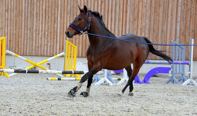 Ground Work with Horses