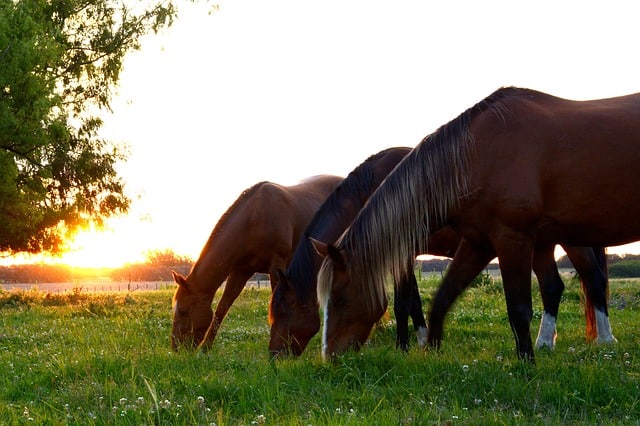 Equine Worming Guide