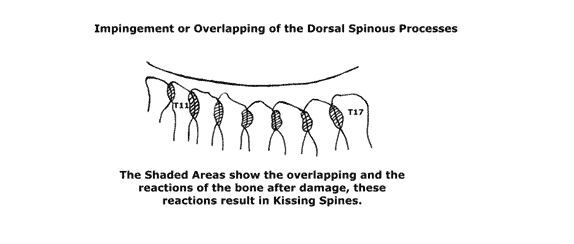 Kissing Spines in a Horse