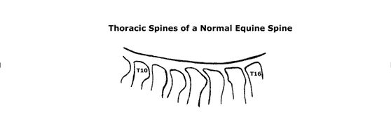 Normal Arrangement of the Equine Spinous Processes