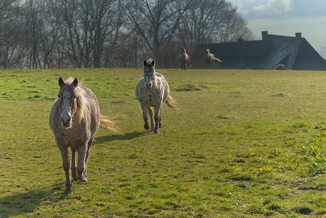 Grassland for Horses