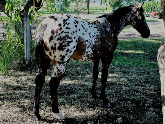 Spotting the Difference: There is more to Appaloosa horses than their coats