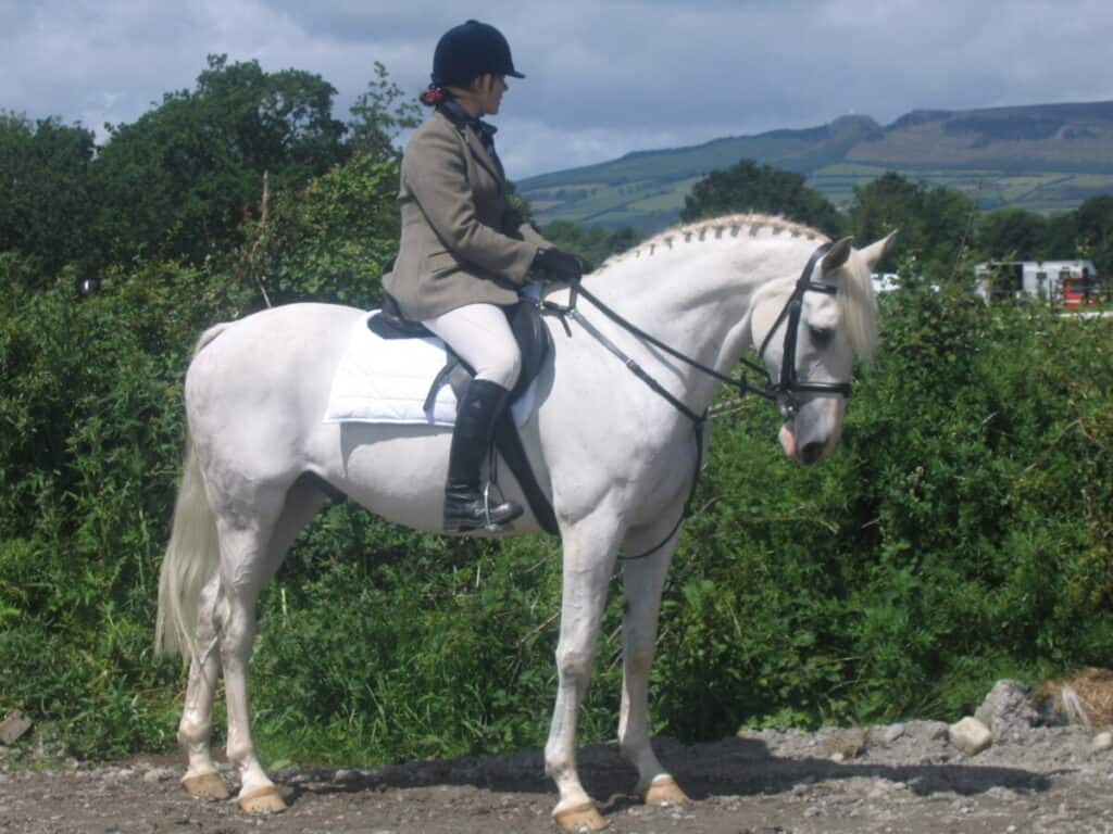 Irish Sport Horse