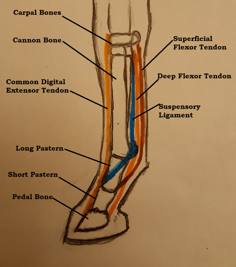 Suspensory Ligament Injury in HorsesSymptoms,Diagnosis and Treatment. Irish Sport Horse Magazine