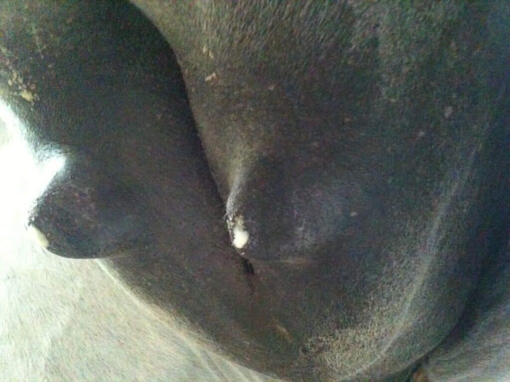 mares udder showing wax