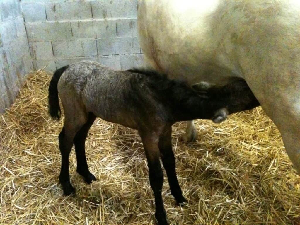 Stage 2 of Foaling - Foal feeding-Elevage De Garros