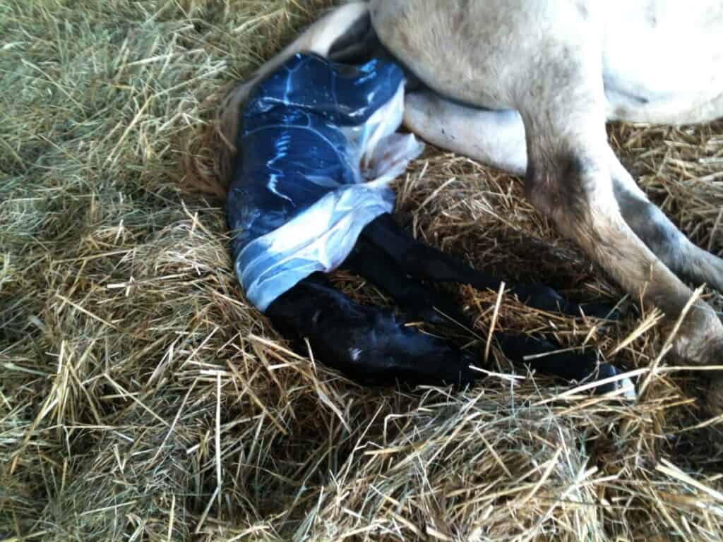 Stage 2 of Foaling Elevage De Garros