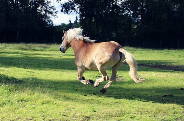 5 Steps To Dealing With A Spooky Horse