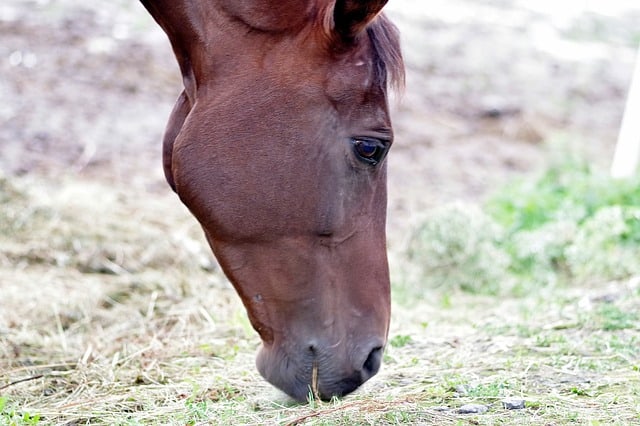 Copper Deficiency In Horses-What Are The Symptoms? – Irish Sport Horse  Magazine
